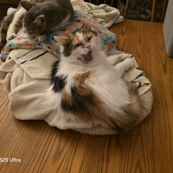 Not My Cat Sanctuary - Animal Shelters Near Me - Fresno, California Not My Cat Sanctuary - Animal Shelters Near Me - Fresno, California