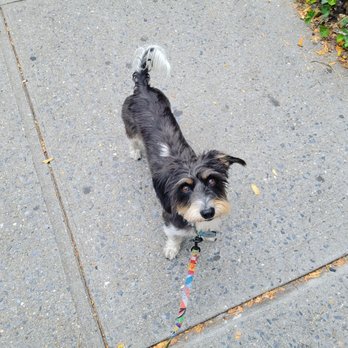 Park Slope Pups - Coney!! - Dog Walkers Near Me Park Slope Pups - Coney!! - Dog Walkers Near Me