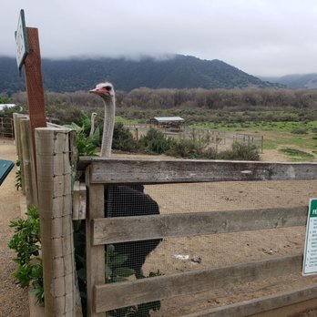 Ostrichland USA - Ostrich - Attraction Farms Near Me - Solvang, California Ostrichland USA - Ostrich - Attraction Farms Near Me - Solvang, California