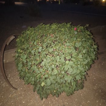 SVH Landscaping Services - Landscaping - Tree Services Near Me