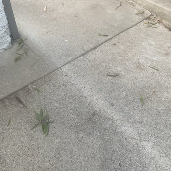 Lorenzo's Landscaping Services - Obviously dragged branches through my walkway. - Tree Services Near Me - upland, California Lorenzo's Landscaping Services - Obviously dragged branches through my walkway. - Tree Services Near Me - upland, California