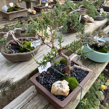 Al’s Bonsai Workshop - Mossy and rocky juniper with great pricing - Nurseries & Gardening Near Me - Jamestown, California