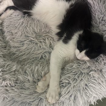 The Kitty Beautiful - Cafes Near Me - Orlando, Florida The Kitty Beautiful - Cafes Near Me - Orlando, Florida