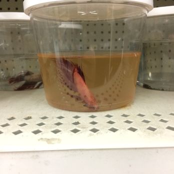 Walmart - Why have the fish for sale if it's in nasty water and dead? - Department Stores Near Me - Merced, California