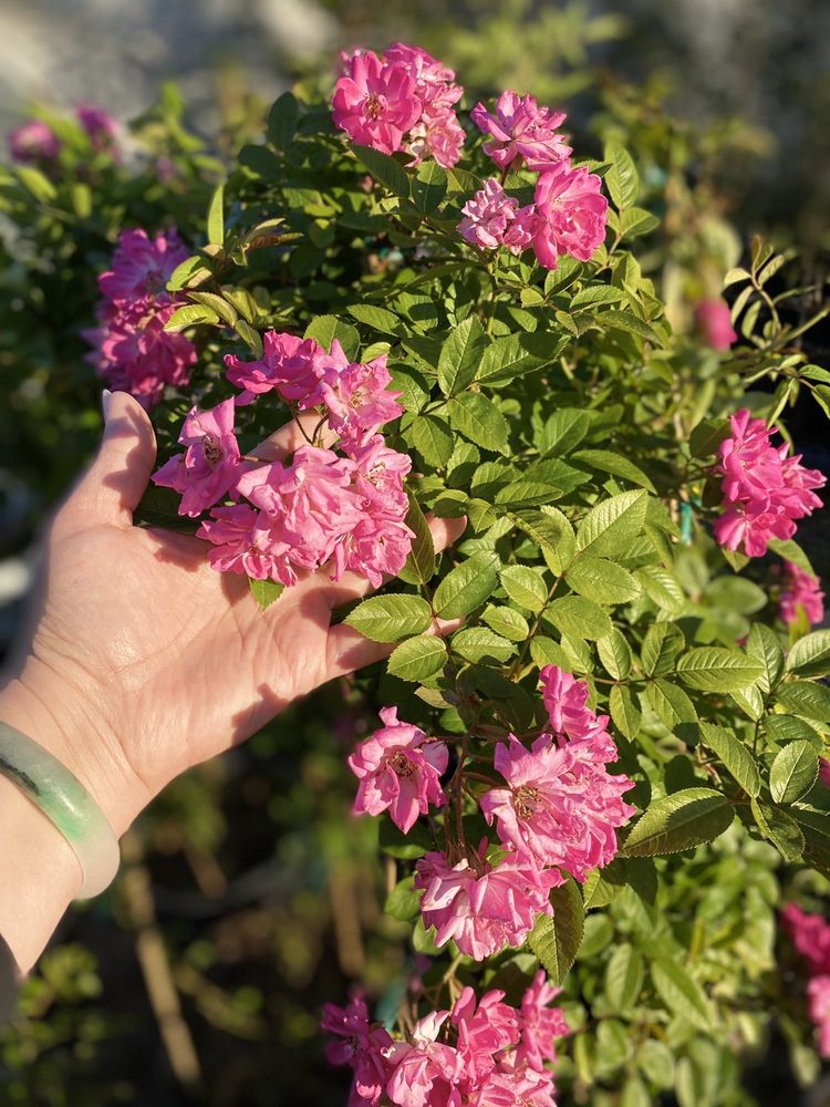 FAIRBANKS GARDEN CENTER 58 Photos Nurseries & Gardening 9706