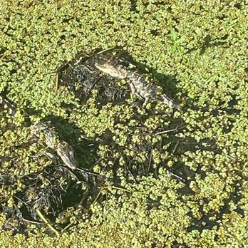Lettuce Lake Park - Parks Near Me - Tampa, Florida