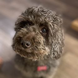 Redwood Pet Clinic - Hazel, short for Hazelnut