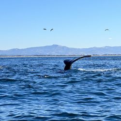 Fast Raft Ocean Safaris - Whale tail