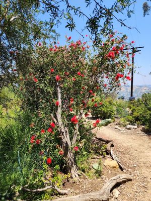 Elysian Park Trail by null