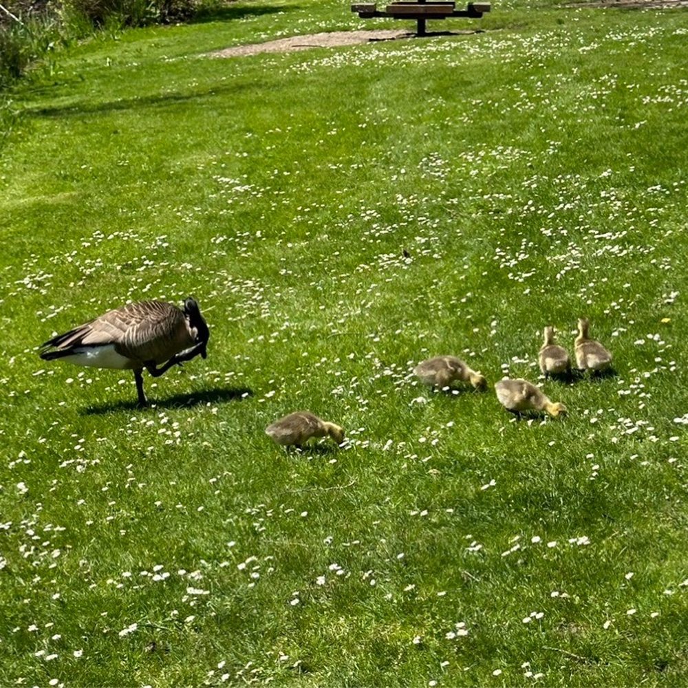 Summerlake Park - Little family.... - Parks Near Me - Tigard, Oregon Summerlake Park - Little family.... - Parks Near Me - Tigard, Oregon