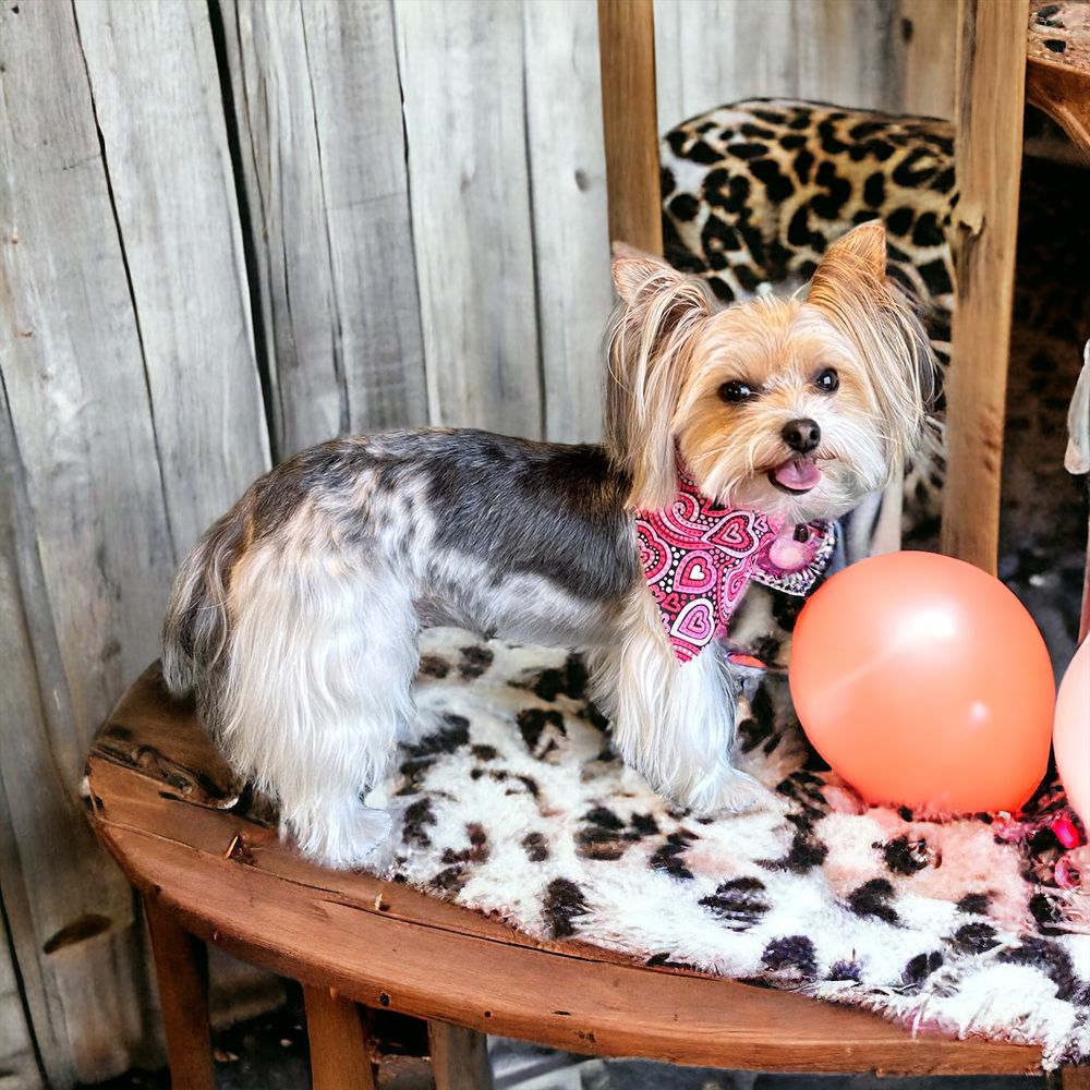 Sutton's Southern Pet Retreat Image