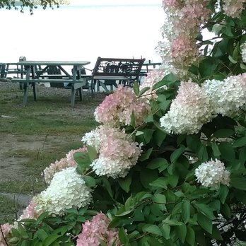 The Birches Resort - Gorgeous hydrangeas on the property still in full bloom. - Resorts Near Me - Rockwood, Maine