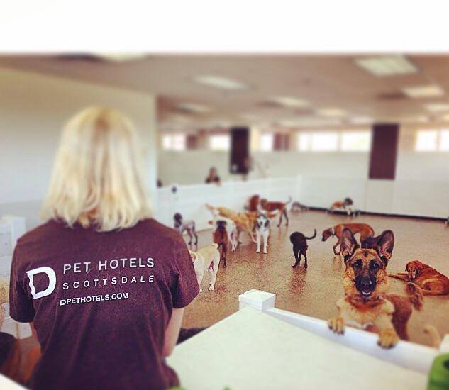 D PET HOTELS SCOTTSDALE 68 Photos & 88 Reviews 15060 N Northsight