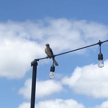 Agavero Cantina - Parkside - a bird perched on a street light - Tex-Mex Near Me - Lilburn, Georgia