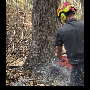 Tipping Timber Tree Removal - Tree Services Near Me - Lewistown, Pennsylvania Tipping Timber Tree Removal - Tree Services Near Me - Lewistown, Pennsylvania