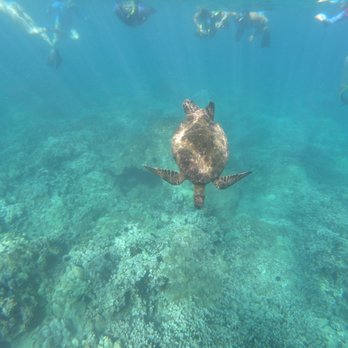 Calypso Charters - Get me away from these people!! - Snorkeling Near Me - Wailuku, Hawaii Calypso Charters - Get me away from these people!! - Snorkeling Near Me - Wailuku, Hawaii