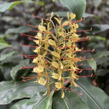 Kona Cloud Forest Sanctuary - Walking Tours Near Me - Kailua-Kona, Hawaii