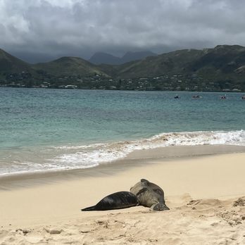 Kailua Beach Adventures - monk seal & pup - Bike Rentals Near Me - Kailua, Hawaii