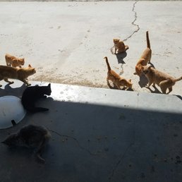 Hungry tabbys