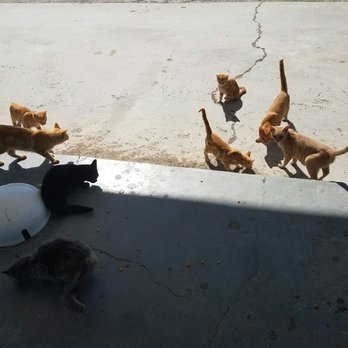 Chevron - Hungry tabbys - Gas Stations Near Me - Livingston, Texas