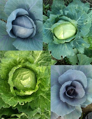 Midway Farms | Fresh Goods | Albany by null