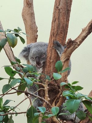 Schönbrunn Zoo by null