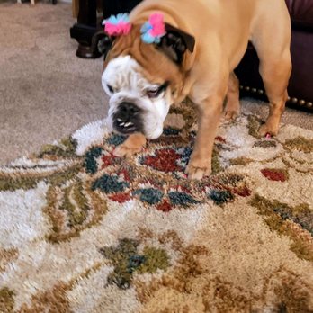 Petco - Pet Training Near Me - Orem, Utah