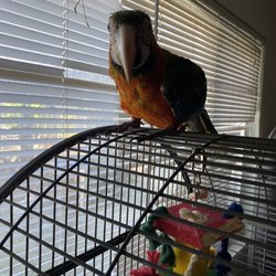 Cindy's Parrot Place