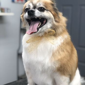 Casa De Pets - Pet grooming - Pet Groomers Near Me - Grand Junction, Colorado Casa De Pets - Pet grooming - Pet Groomers Near Me - Grand Junction, Colorado