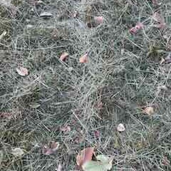 Andrew’s Lawn and Snow - clippings - Lawn Services Near Me - Denver, Colorado Andrew’s Lawn and Snow - clippings - Lawn Services Near Me - Denver, Colorado