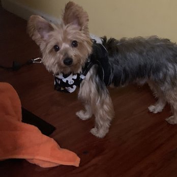 Lina's Dog Grooming - Horrible cut done else where - Pet Groomers Near Me - Lynwood, California Lina's Dog Grooming - Horrible cut done else where - Pet Groomers Near Me - Lynwood, California