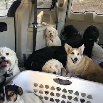 The Mutt Mentor - Both dogs returned completely changed and she generously worked w/ us to keep new behaviors in tact - Pet Training Near Me The Mutt Mentor - Both dogs returned completely changed and she generously worked w/ us to keep new behaviors in tact - Pet Training Near Me