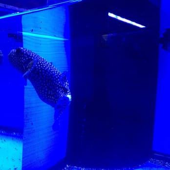 World Wide Corals - Puffer - Aquarium Services Near Me - Orlando, Florida