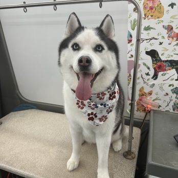 The Dog Studio - A fluffy Bobi! - Pet Groomers Near Me The Dog Studio - A fluffy Bobi! - Pet Groomers Near Me