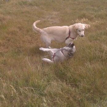 Josie's Pet Services - let's play - Pet Sitting Near Me Josie's Pet Services - let's play - Pet Sitting Near Me