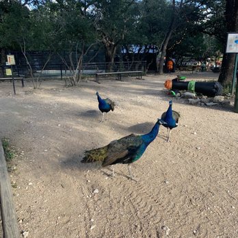 Austin Zoo - Peacock - Zoos Near Me - Austin, Texas Austin Zoo - Peacock - Zoos Near Me - Austin, Texas