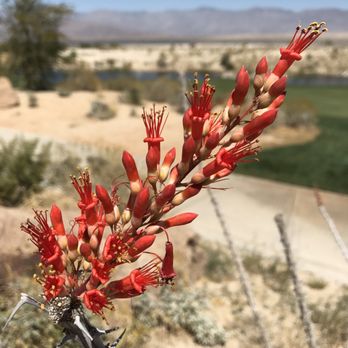 Rams Hill - Desert golf - Golf Near Me - Borrego Springs, California Rams Hill - Desert golf - Golf Near Me - Borrego Springs, California