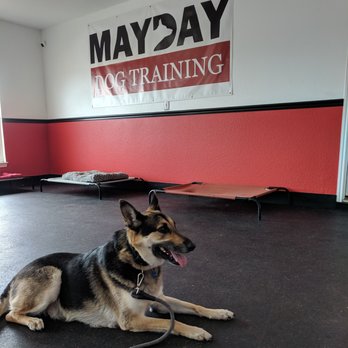 Mayday Dog Training - Max loved his time at Mayday Dog Training - Pet Training Near Me - Fulshear, Texas