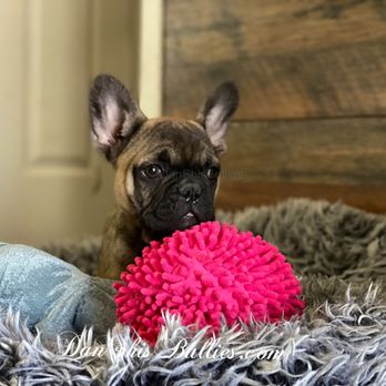 DanShi's Bullies - Pet Breeders Near Me - Sunrise, Florida DanShi's Bullies - Pet Breeders Near Me - Sunrise, Florida