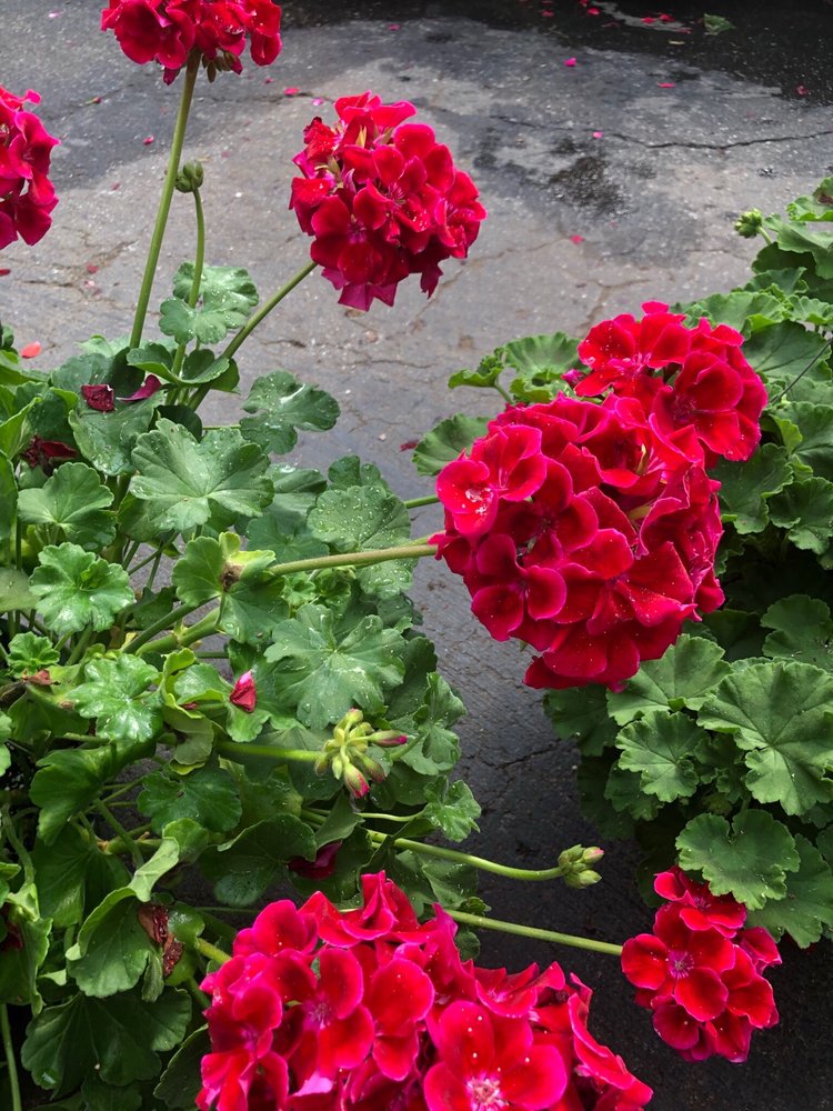 SEVEN OAKS PLANT SHOP Updated October 2024 36 Photos & 14 Reviews 4522 Saint Andrews Rd