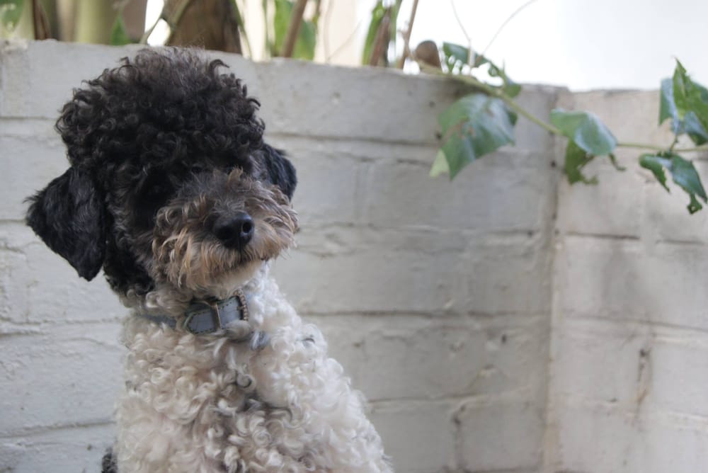 SALLYWAGS 122124 Pinner Road, Northwood, London, United Kingdom