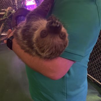 SLOTH ENCOUNTERS - Updated January 2025 - 83 Photos - 551 Veterans