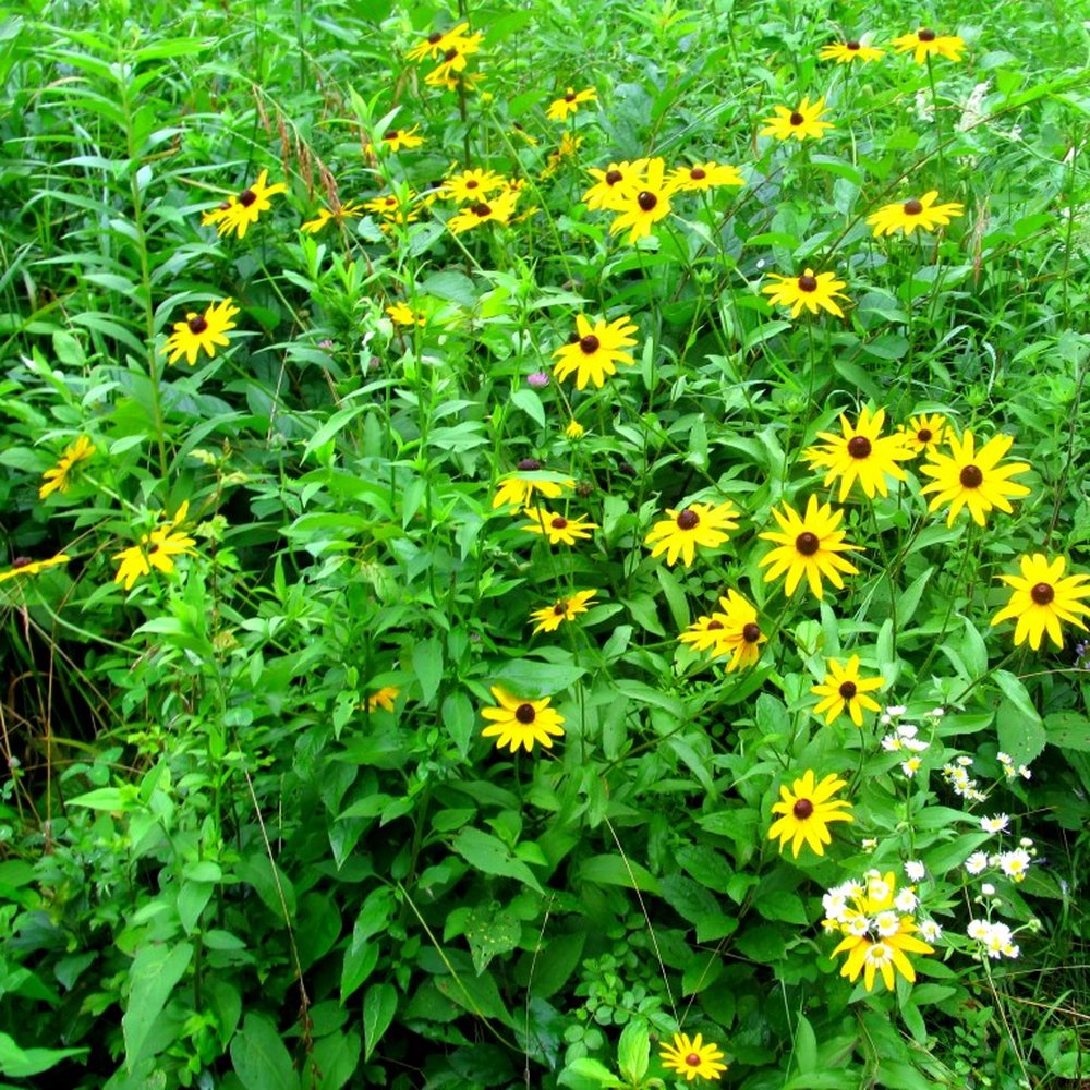 Crabtree Nature Center - Flowers on the trails - Hiking Near Me - Barrington, Illinois Crabtree Nature Center - Flowers on the trails - Hiking Near Me - Barrington, Illinois