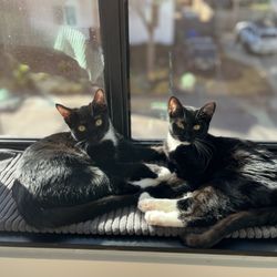 RescueCats - Frida + Xochi (sisters!)