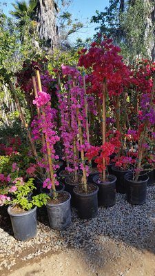 Halls Plant Nursery 46385 Camaron Rd Temecula Ca Nurseries Mapquest Halls Plant Nursery 46385 Camaron Rd