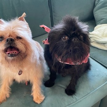 Barkbus Mobile Dog Grooming - Snow and kubie after being groomed by their regular groomer - Pet Groomers Near Me