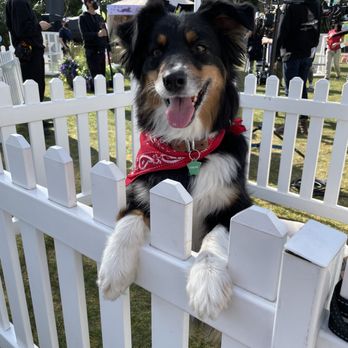 The Dog School - Star on the set of Netflix show Babysitter's Club - Pet Training Near Me - Vancouver, British Columbia The Dog School - Star on the set of Netflix show Babysitter's Club - Pet Training Near Me - Vancouver, British Columbia