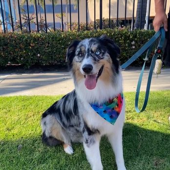 A Pups Dream Dog Grooming - Pet Groomers Near Me - Long Beach, California