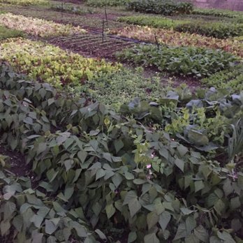 Paradigm Gardens - Farms Near Me - New Orleans, Louisiana Paradigm Gardens - Farms Near Me - New Orleans, Louisiana