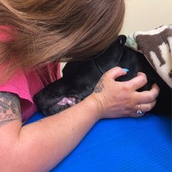 Greenville Humane Society - My sweet baby girl koko. An she was a good service dog as well.